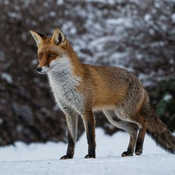 Rotfuchs Le débat autour de l’élimination des renards en France