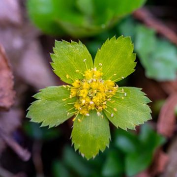 da964126-5ae5-4b69-aab4-b325531c6aab Hacquetia Epipactis : Un Trésor pour le Jardin en Hiver