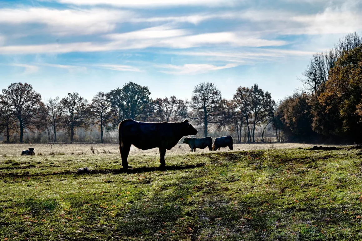 Quelles solutions pour une agriculture durable et une alimentation de qualité ?