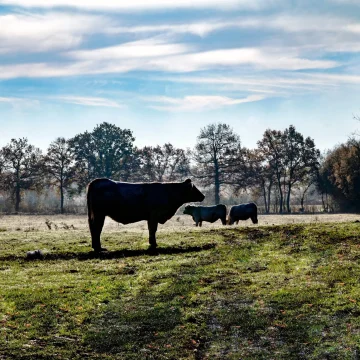 Quelles solutions pour une agriculture durable et une alimentation de qualité ?