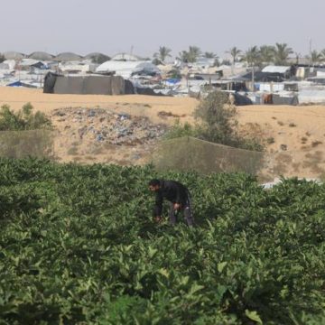Agriculture en difficulté dans la bande de Gaza