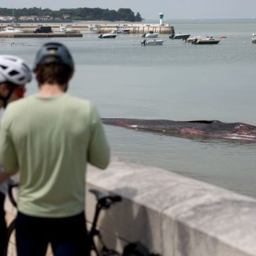 Échouage d’un Rorqual Commun sur l’Ile de Ré