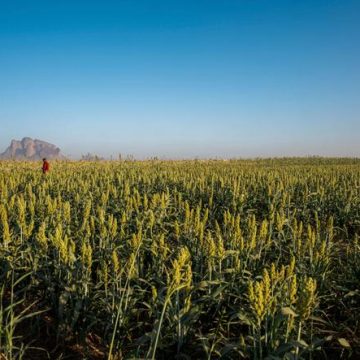 La pénurie d’engrais menace la sécurité alimentaire en Afrique et en Asie