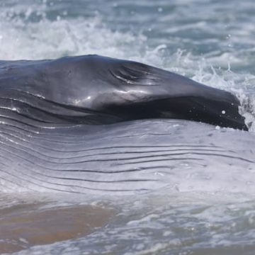 Échouage d’une baleine sur l’île de Ré