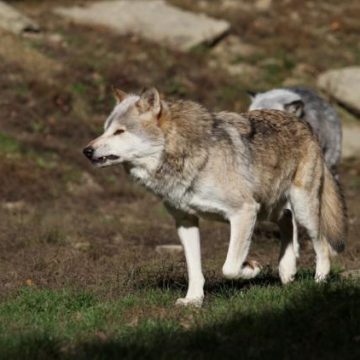 Augmentation du quota d’abattage des loups : indignation des ONG