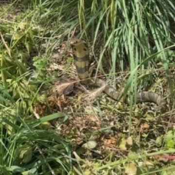 La disparition d’un cobra à lunettes près de Toulouse : bilan des recherches