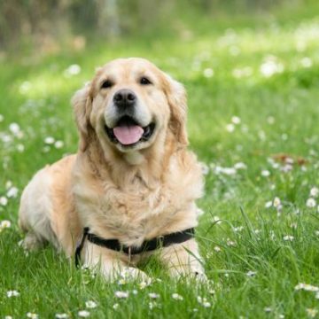 Races Canines et Problèmes de Santé