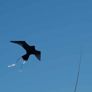 Pêche: Techniques Innovantes pour Protéger les Oiseaux