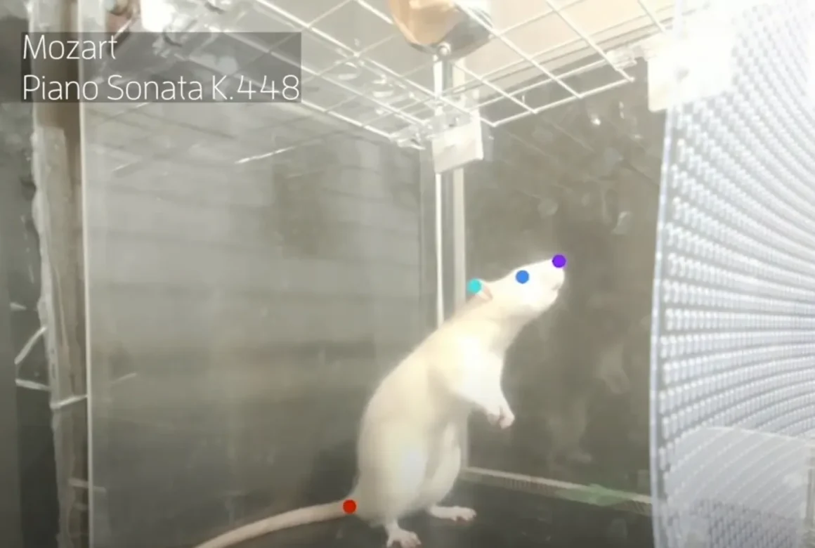 Réhabilitation du Rat Brun : de Nuisible à Modèle de Cohabitation Urbaine