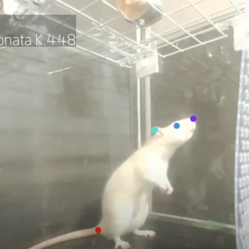 Réhabilitation du Rat Brun : de Nuisible à Modèle de Cohabitation Urbaine