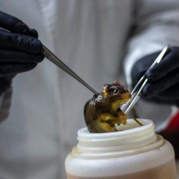 Les hantavirus : une menace méconnue en France