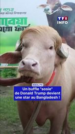 Un buffle albinos au look étrange devient populaire au Bangladesh
