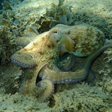 Retour et prolifération du poulpe sur les côtes bretonnes : un phénomène intrigant et inquiétant