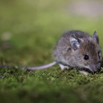 Invasion de souris en Australie : Une menace pour l’agriculture et la santé