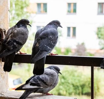 Problèmes causés par le nourrissage des pigeons en milieu urbain