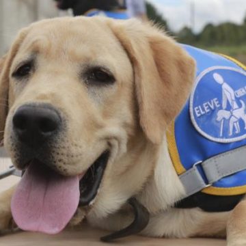 Renforcement des droits pour les personnes handicapées et leurs chiens guides