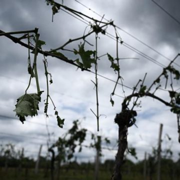L’impact des grêlons sur les vignobles français