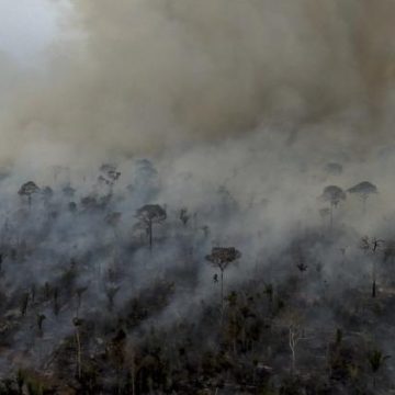 Déforestation en Amazonie : une accalmie temporaire malgré les efforts