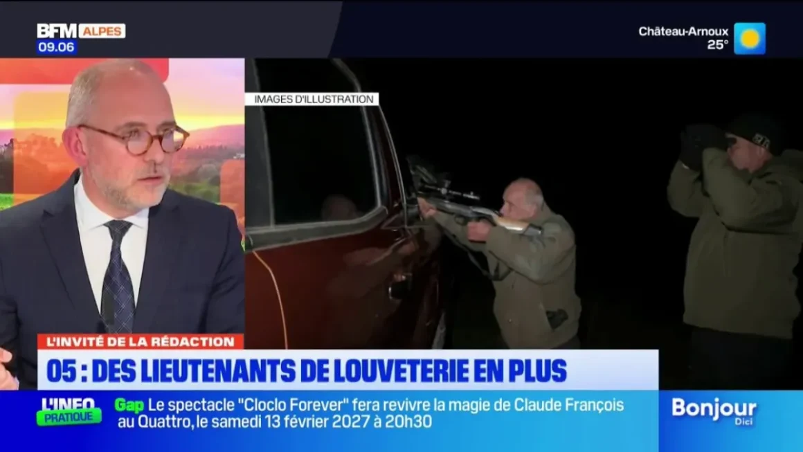 Prédation du loup : la préfecture des Hautes-Alpes renforce ses effectifs