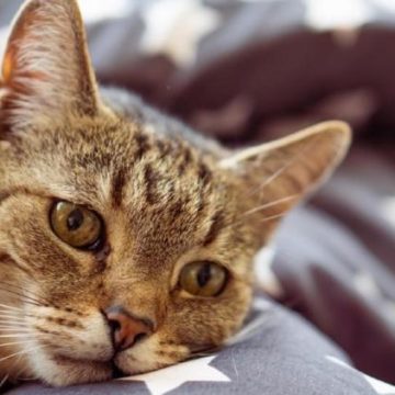 Comportements chez le chat indiquant un malaise