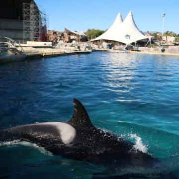 Le transfert des orques et dauphins de Marineland d’Antibes prévu d’ici juin