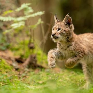 Une sexagénaire condamnée pour la mort d’un lynx