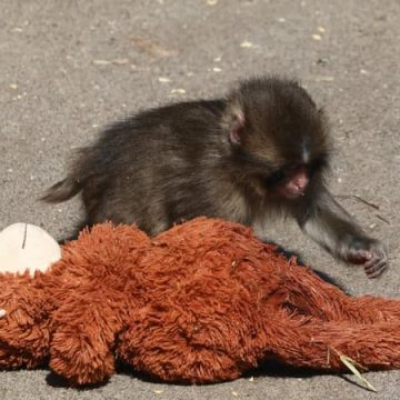 Deux Américains Arrêtés pour Intrusion dans un Zoo au Japon