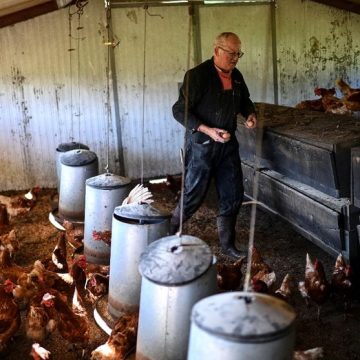 La diversification agricole dans le Bordelais face à la crise viticole