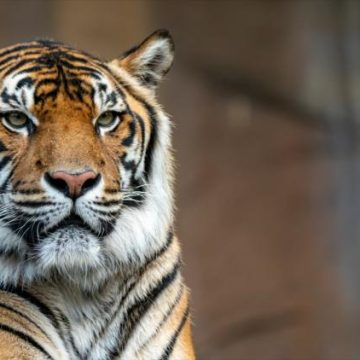 Un tigre abattu par la police après s’être échappé d’un domaine privé à Leipzig