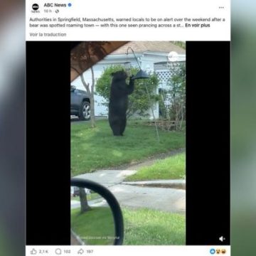 Interactions croissantes avec les ours noirs dans le Massachusetts