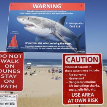 Les Requins : Vigilance à l’Approche de la Saison Estivale
