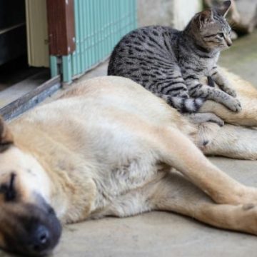 Chiens, Chats et Hantavirus : Risques et Précautions