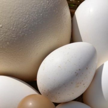 Variétés d’Œufs Comestibles et leurs Caractéristiques