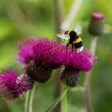 Différences entre les Abeilles et les Guêpes