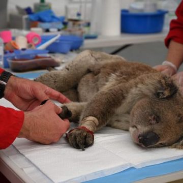 Australie : Recherche de Successeur pour Bear, Chien Héros des Koalas
