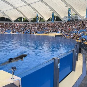 Transfert des orques de Marineland : la France envisage l’Espagne