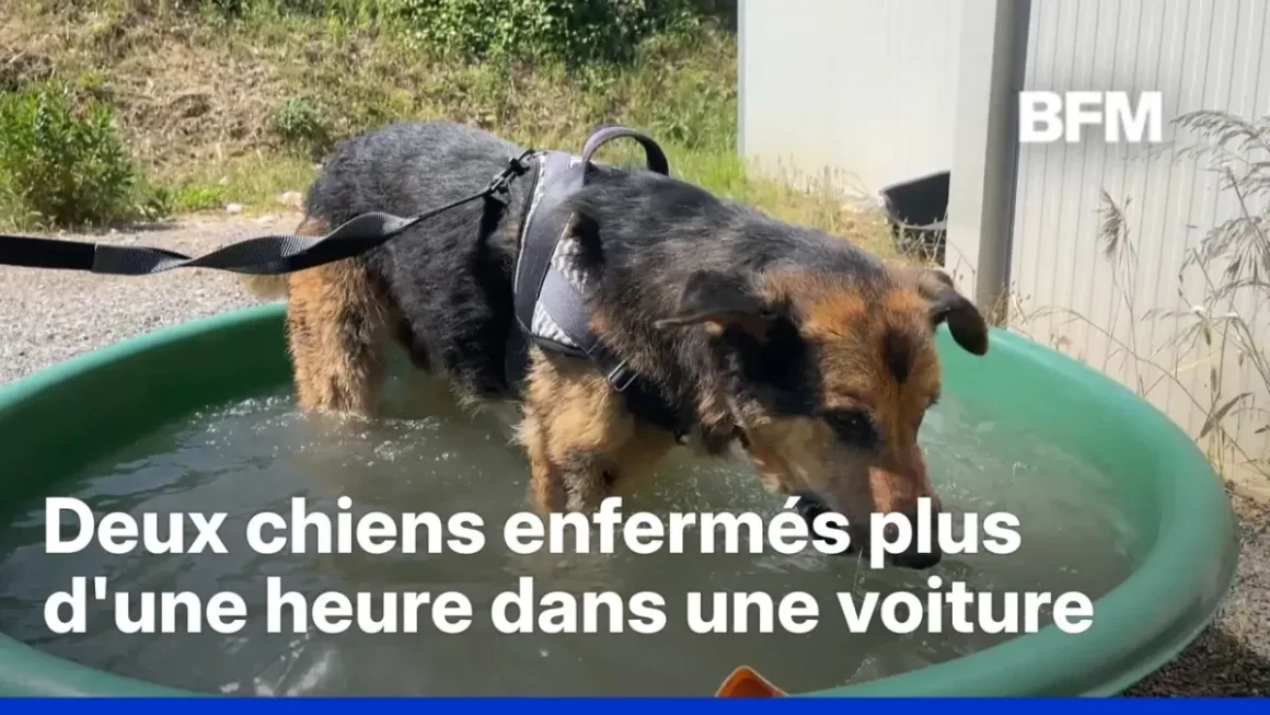 Les animaux face à la chaleur intense en France