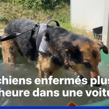 Les animaux face à la chaleur intense en France