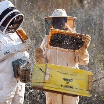 ee22f68c-3fac-49ba-b9c6-0e67cf06b30c L’apiculture à Lamu : Un atout pour la biodiversité et les femmes