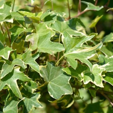 Le Lierre : Une Plante Polyvalente et Résiliente