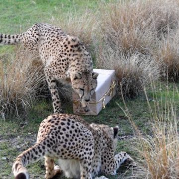 La surveillance de la faune sauvage grâce au projet Icarus