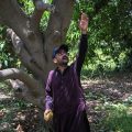 Impact de la Crise au Moyen-Orient sur les Exportations de Mangues au Pakistan