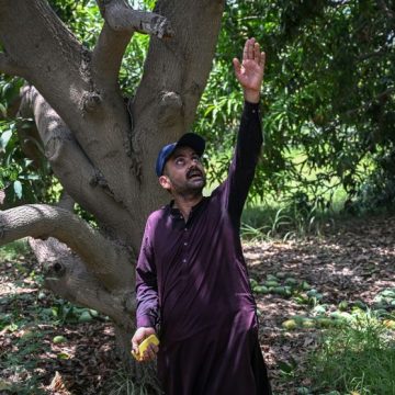 Impact de la Crise au Moyen-Orient sur les Exportations de Mangues au Pakistan