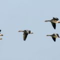 L’Australie face à un premier cas de grippe aviaire H5
