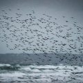 La France et la protection des océans : entre intentions et actions