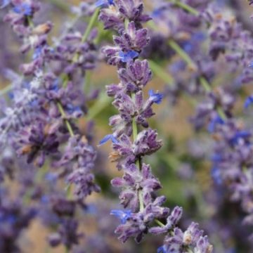 33756fc8-8df3-437d-8f8d-8f82042d7457 10 plantes résistantes à la chaleur et faibles en eau pour votre jardin