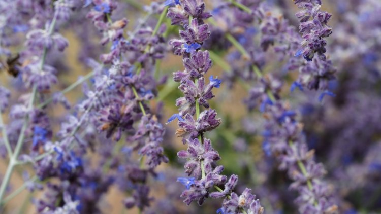 33756fc8-8df3-437d-8f8d-8f82042d7457 10 plantes résistantes à la chaleur et faibles en eau pour votre jardin