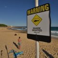 Un plongeur grièvement blessé par une attaque de requin en Australie