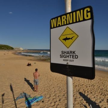 3b34065d-1044-4d81-8c6d-a4abd955a009 Un plongeur grièvement blessé par une attaque de requin en Australie