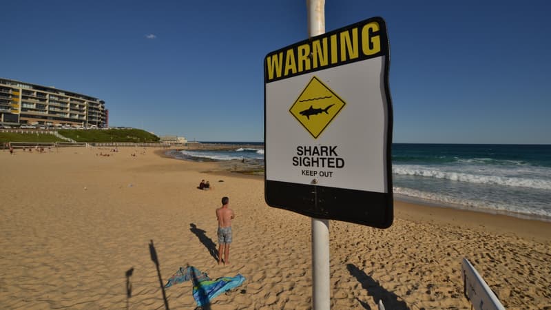 3b34065d-1044-4d81-8c6d-a4abd955a009 Un plongeur grièvement blessé par une attaque de requin en Australie